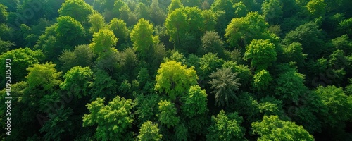 Top view of dense green forest canopy with varied tree shapes and shades. Sunlight filters through lush foliage creating patterns and texture. Natural landscape seen from above.