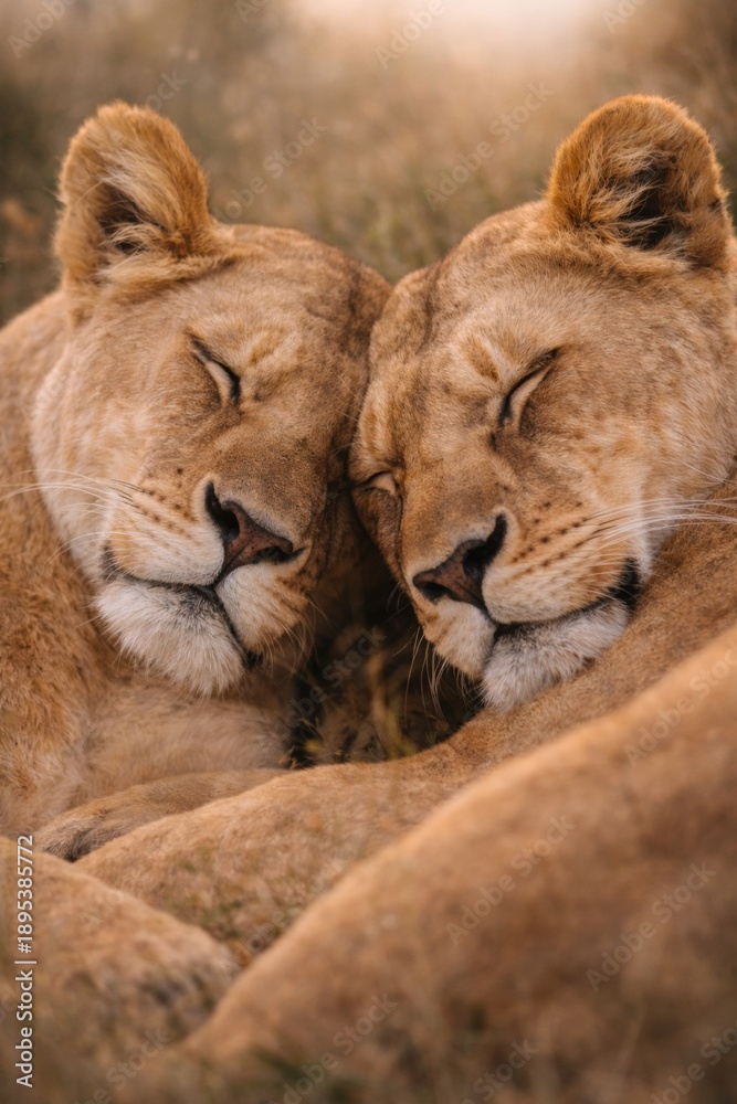 Obraz premium Two lions sleeping closely together showing affection in natural savanna wildlife environment