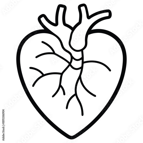 Linear Vector Of Human Heart Anatomy Illustration