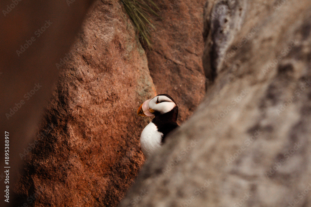 Obraz premium Puffin Framed Between Two Rocks with Rocky Background Closeup