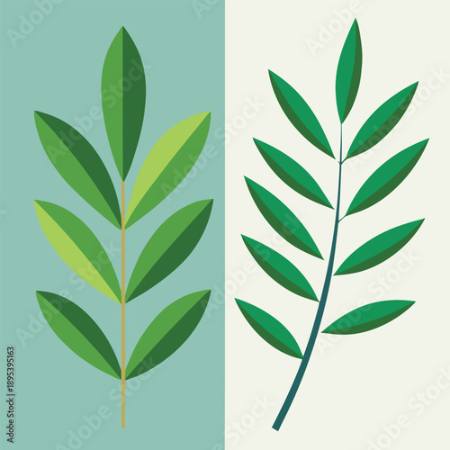 a simple graphic illustration depicting two different types of green leaves against a split background of teal and cream colors