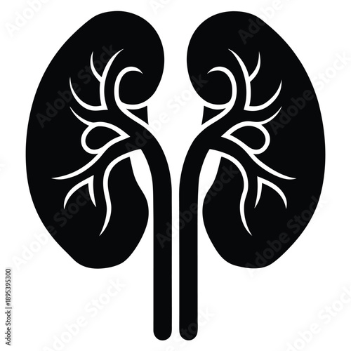 Black and white illustration of human kidneys