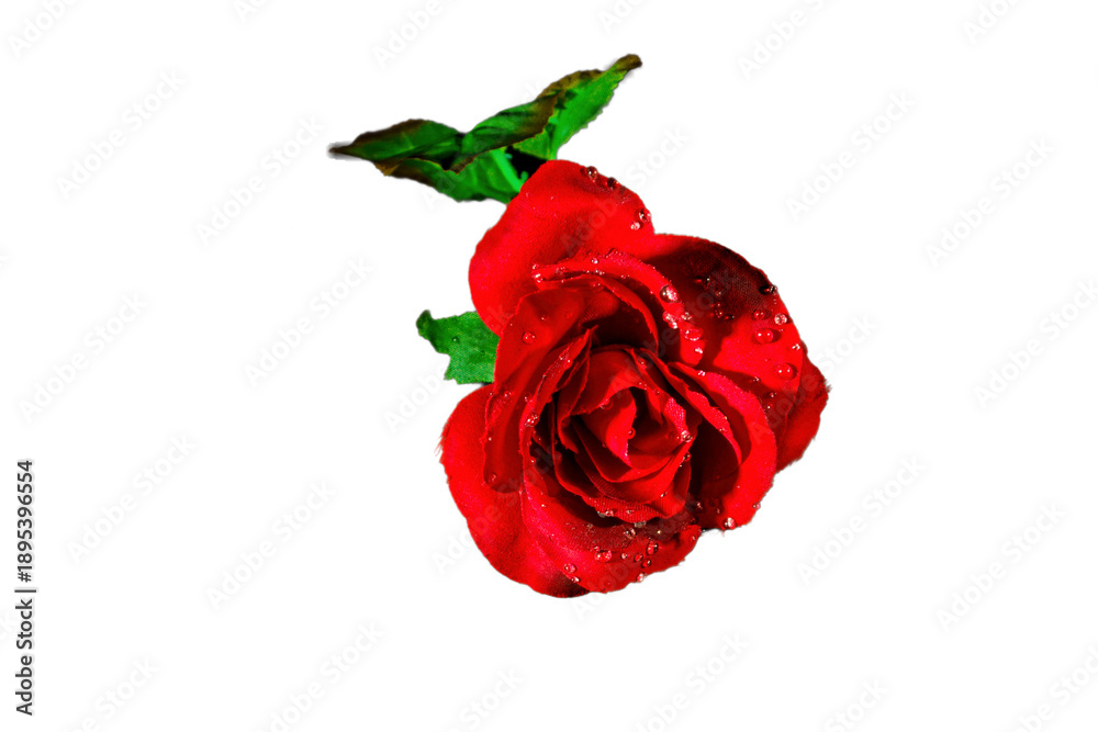 Fototapeta premium Colorful close-up of a non-biological rose isolated on white background