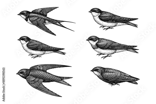 Vintage illustrations of swallows in various poses