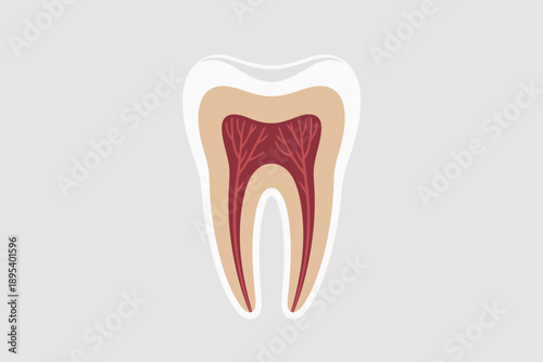 Cross section illustration of a human tooth revealing its internal pulp and root canal structure