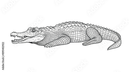 Black and white illustration of a crocodile lying down. It features detailed scales, a textured body, and an open mouth, conveying a calm demeanor.