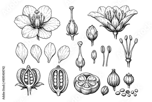 Detailed botanical illustrations of flowers and seeds in black and white