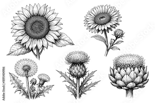 Detailed botanical illustrations of sunflower, chamomile, dandelion, thistle, and artichoke