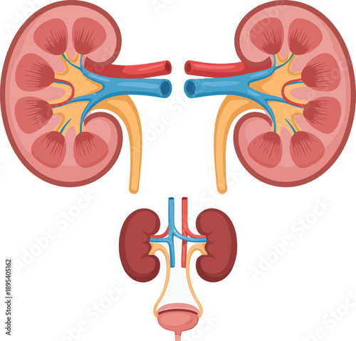 Detailed anatomical illustration showing human kidneys with connecting arteries veins and bladder