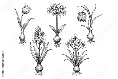 Hand-drawn vintage botanical illustrations of flower bulbs in detailed black and white