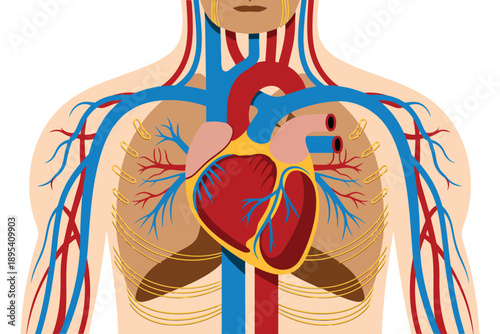 Detailed illustration of the human circulatory system within the upper torso against a white background