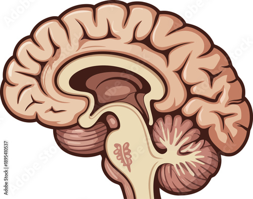 Detailed sagittal view illustration of the human brain showing its complex anatomical structures