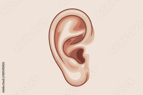 Detailed stylized illustration of a human ear showing anatomical features in neutral tones