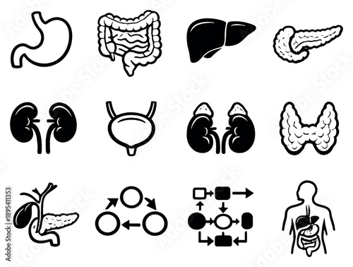 Digestive, urinary, and endocrine systems in outline style: stomach icon, intestines, liver silhouette, pancreas, kidneys, bladder, adrenal gland, thyroid gland. Vector icons
