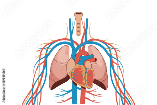 Illustrative overview of the human heart, lungs, and major blood vessels within the torso