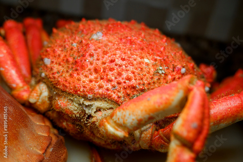 Photography Macro detail of spider crab leg joint and hair The Concept of Food Texture