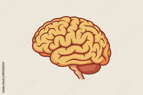 Scientific depiction of the human brain highlighted with clear anatomical structures on a neutral background