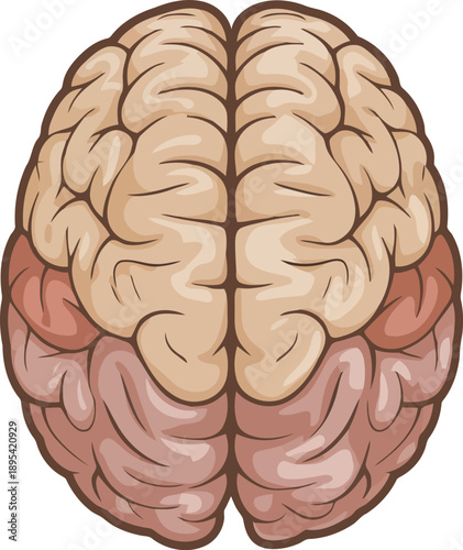 Top down view of a detailed human brain showing the cerebral hemispheres and complex folds