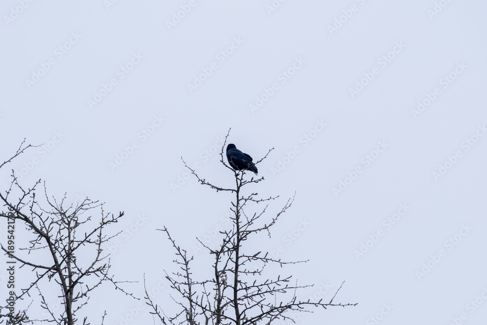 Obraz premium A bird is perched on a tree branch in a snowy landscape