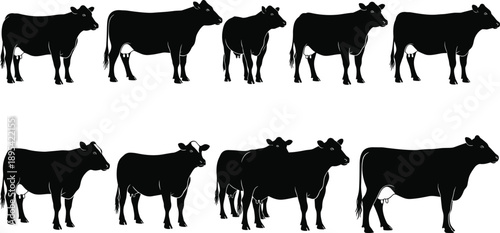 Set of black cow silhouette vector illustrations featuring various dairy and beef cattle breeds isolated on white background