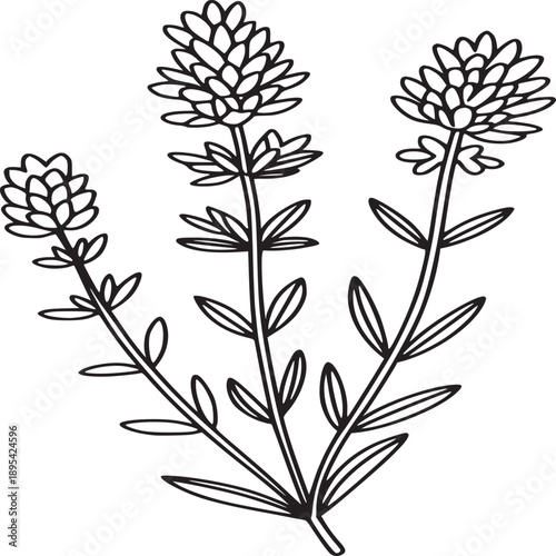 Black and white line art illustration of a flowering plant with leaves and blossoms on a white background