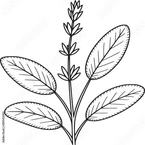 Illustration of a sage plant with leaves and a flower spike in black outline on a white background