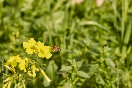 Honey bee flying near blooming yellow flower