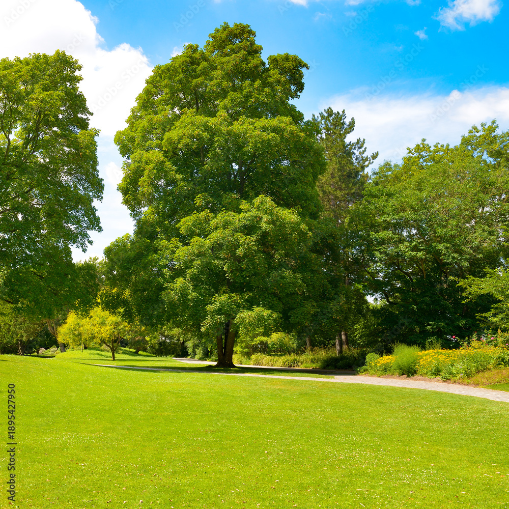 Fototapeta premium Tall trees and green bright green grass in meadow in beautiful summer park.