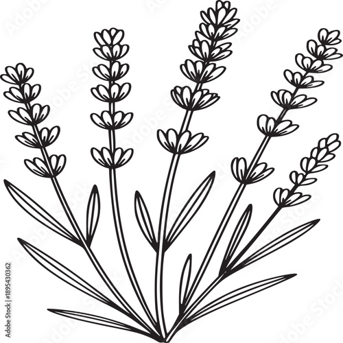 A simple line drawing of a lavender plant with several stems and flower spikes on a white background