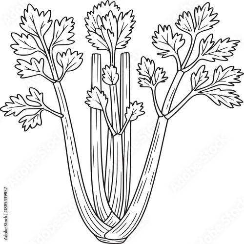 Illustration of celery stalks with leaves in black and white for coloring or educational purposes