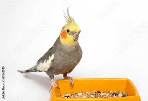 A pet cockatiel with bright orange cheeks sits on the edge of a yellow bird feeder with grain feed against a light background.