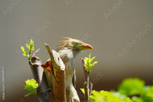 The guira cuckoo, known in Spanish as the pirincho (Guira guira) is a species of gregarious bird found widely in open and semi-open habitats of northeastern, eastern and southern Brazil. Fortaleza.