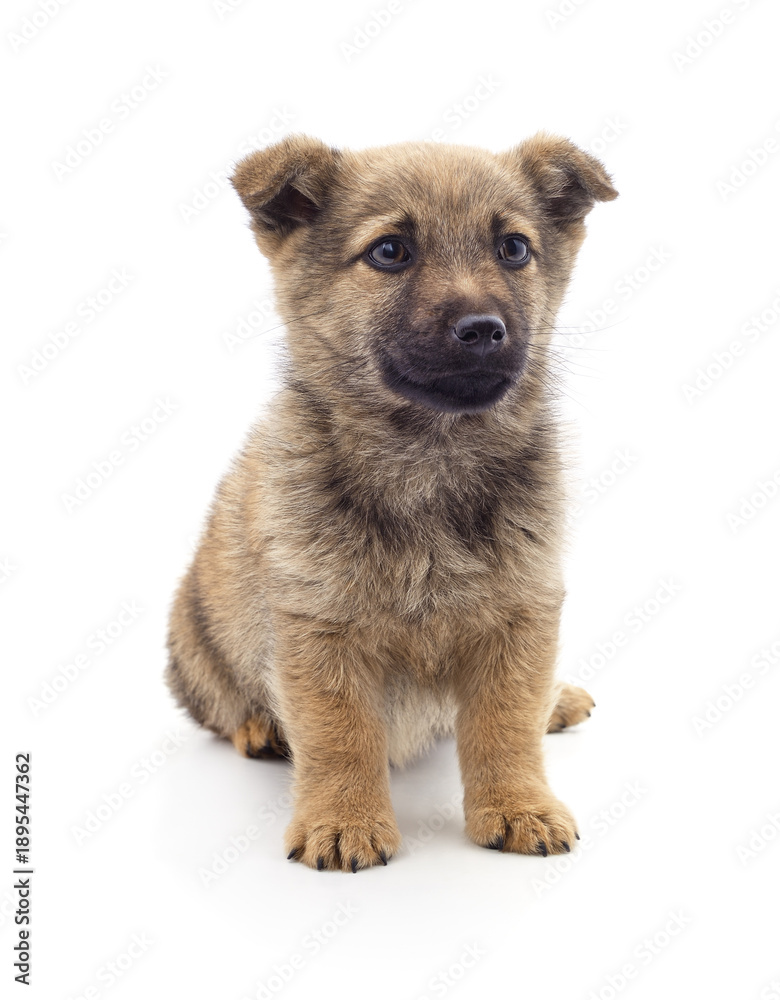 Fototapeta premium Small brown puppy sitting on a white background.