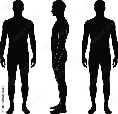 Male body silhouette set, front side back views, human anatomy proportions reference, black vector illustration isolated