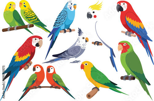 Colorful Parrot Species Vector Collection  Macaw, Cockatoo, Budgie, and Lovebirds