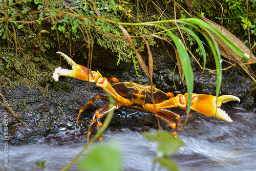 Foto Freshwater crab in tropical stream with raised claws