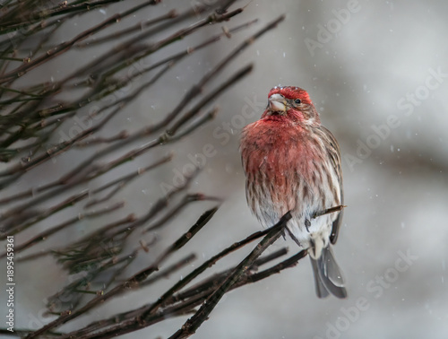 Canvas Print House finch on branch during snow storm