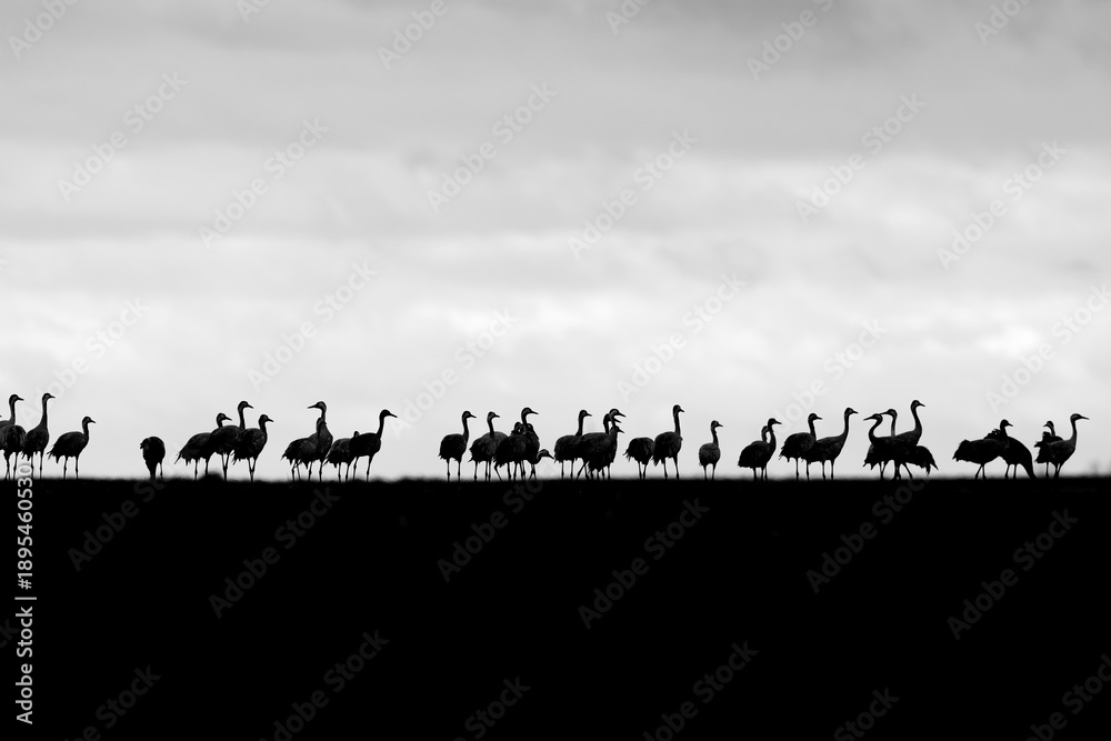 Fototapeta premium Common Cranes (Grus grus) in a field in black and white..