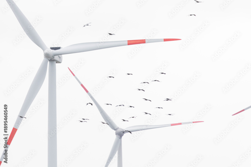 Fototapeta premium A flock of common cranes (Grus grus) in flight near wind turbines.