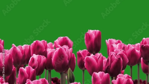 pink tulips on a green screen