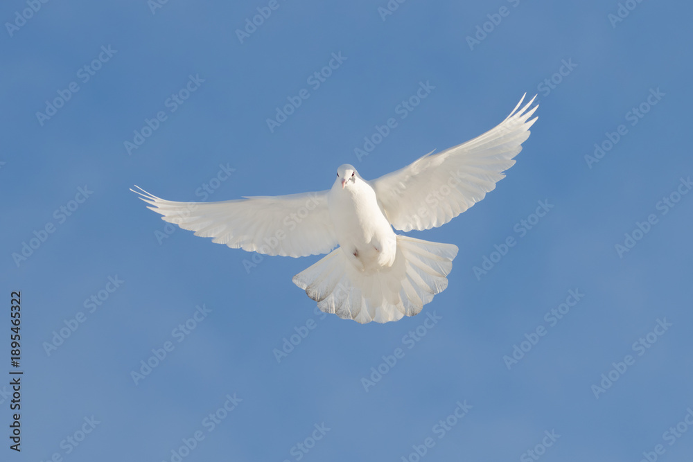 Fototapeta premium White dove flying against clear blue sky, symbol of peace and freedom