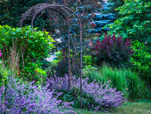 Coppiced smoke bush rises from a lush perennial garden, its sculptural trunks supporting rich burgundy foliage. Ornamental grasses and layered greenery create texture, movement, and natural elegance.