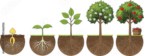Plant growth stages illustration showing seed, seedling, young tree, flowering and fruit development with roots in soil vector diagram