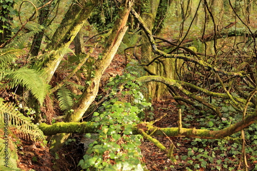 Obraz na plátně Green Tangle of the Galician Forest