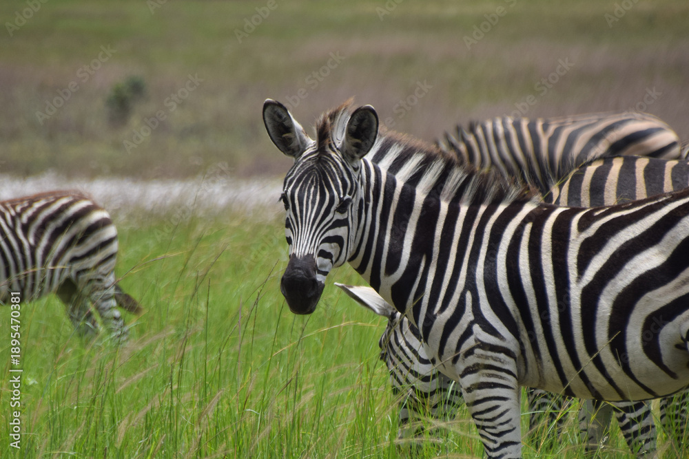 Fototapeta premium Zebras in a nature reserve in Africa