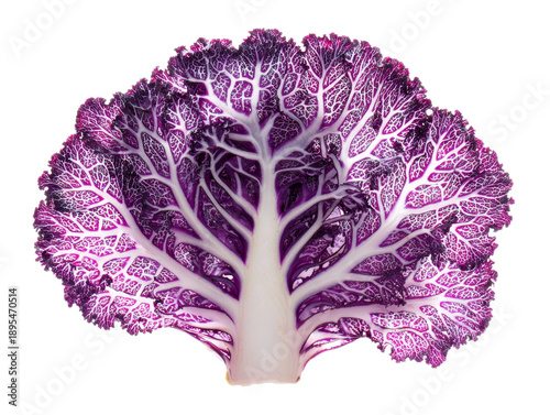 Vibrant purple cabbage leaves revealing intricate details of nature's design. The vegetable showcases delicate veins.  Isolated Transparent Background, PNG