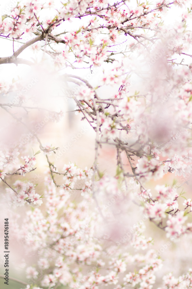 Fototapeta premium pink cherry blossom