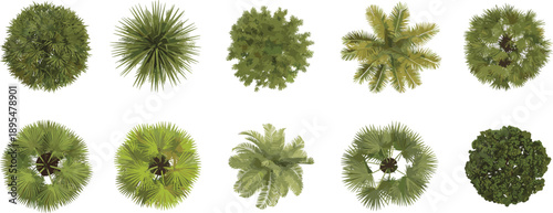 Top-down views of ten diverse tree canopies for landscape planning, architectural visualization, and ecological design on white background