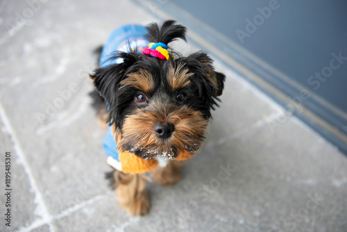 Wallpaper Mural funny Yorkshire terrier puppy is walking an outsider Torontodigital.ca