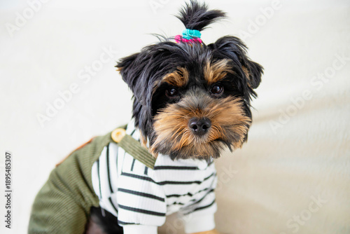 Wallpaper Mural funny Yorkshire Terrier puppy sits on the sofa Torontodigital.ca